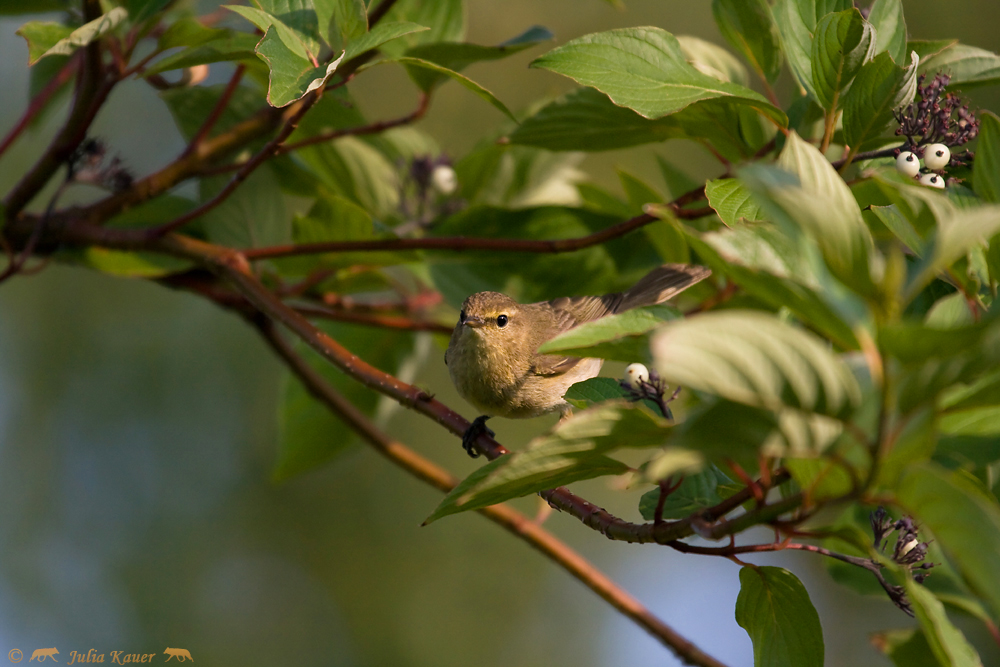 Zilpzalp (Phylloscopus collybita)
