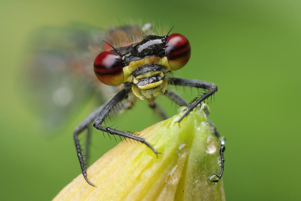 Red Eye