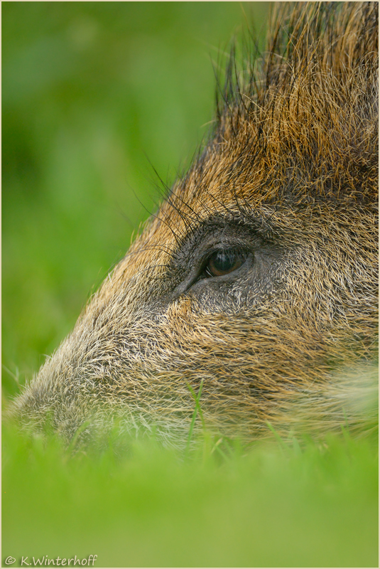 ~Ruhend~ Wildschwein-Frischling