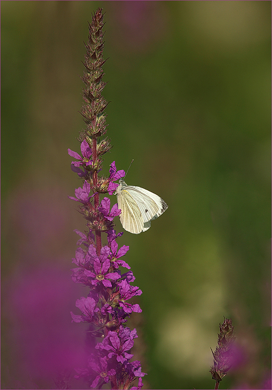 ~ Blutweiderichimpressionen III ~