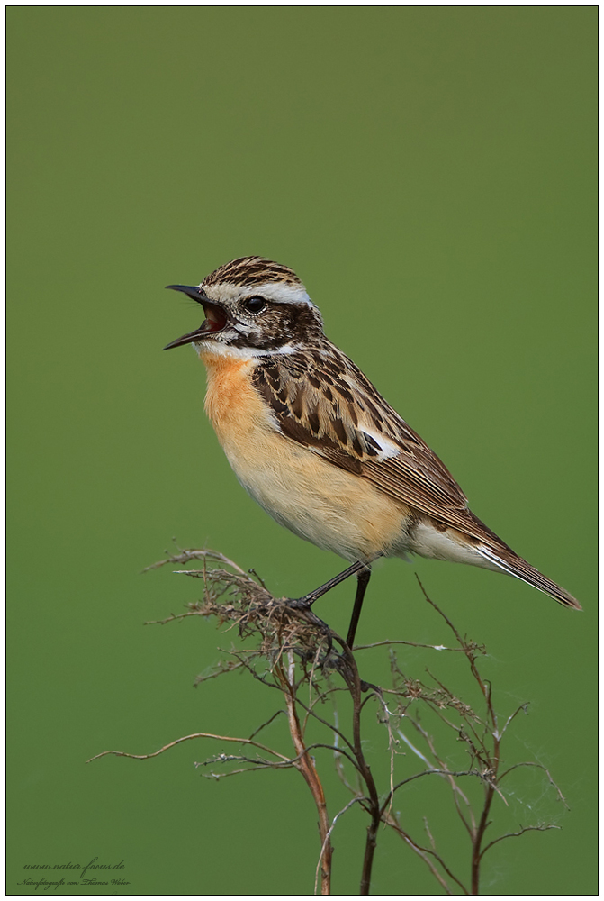 Braunkehlchen (Saxicola rubetra) auf Singwarte