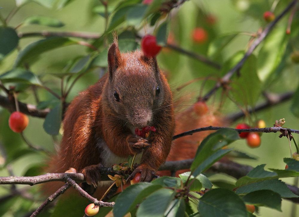 Kirschhörnchen