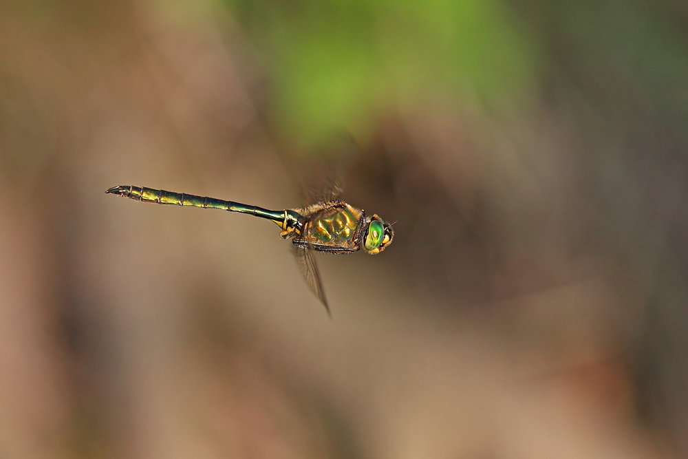 Falkenlibelle im Flug