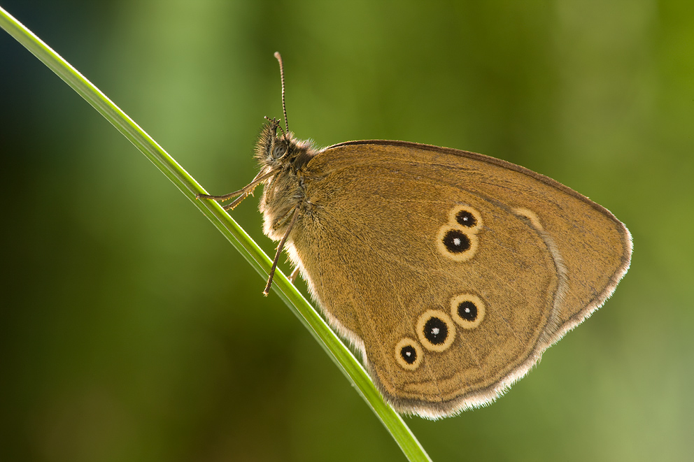 Brauner Waldvogel