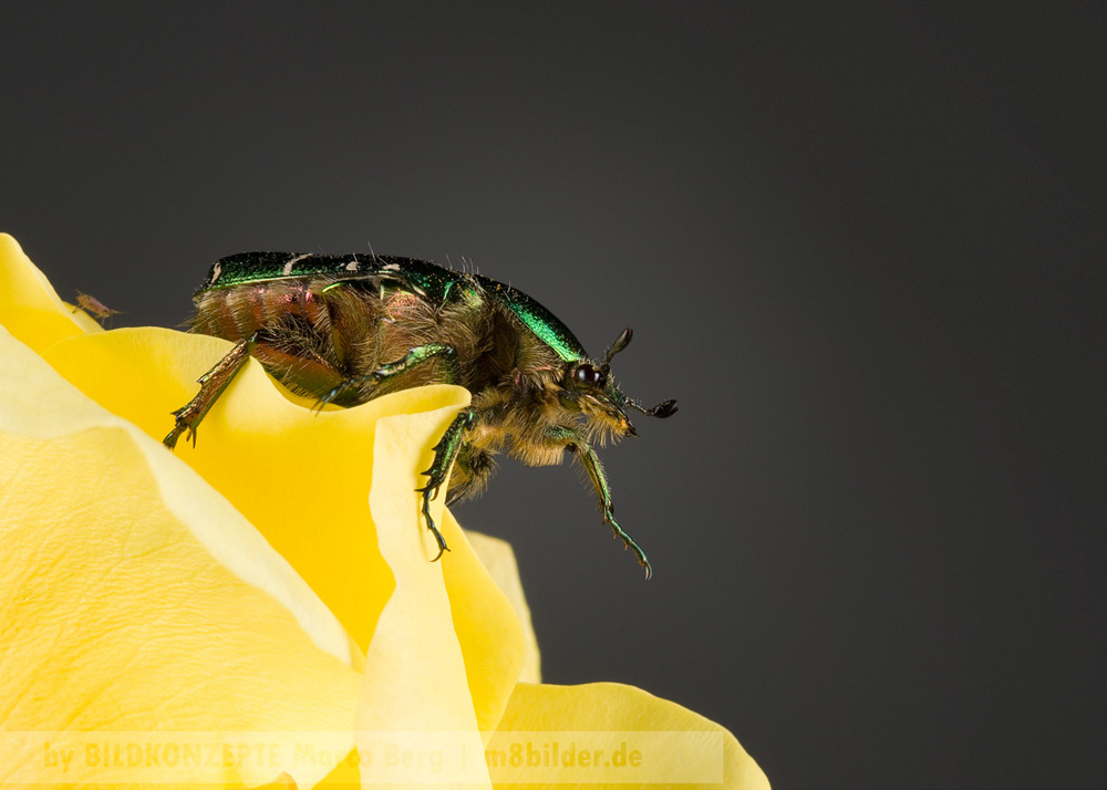 Gemeiner Rosenkäfer (Cetonia aurata)