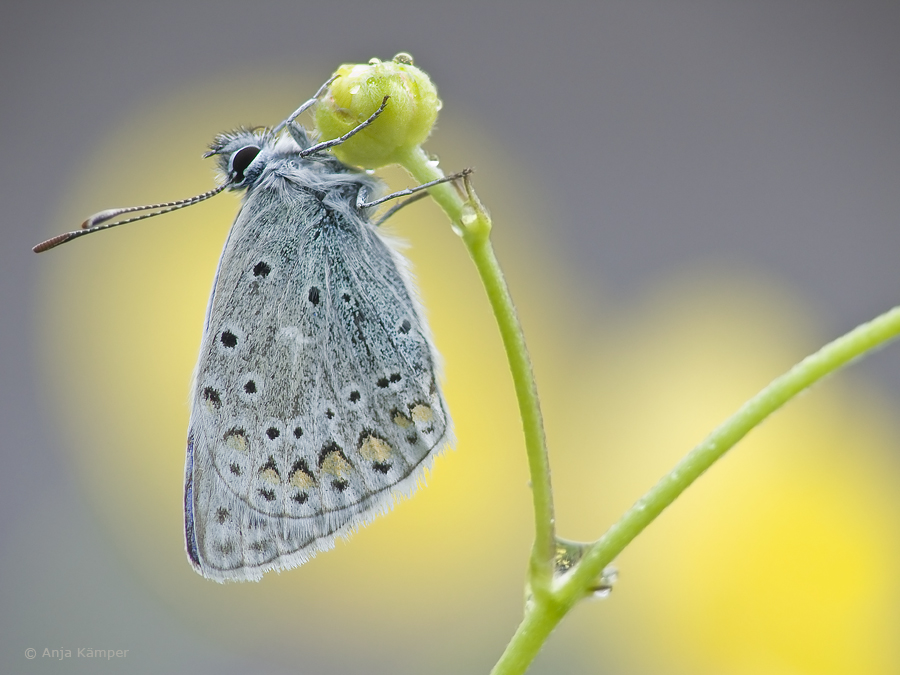 ...Raindrops keep falling on my head...