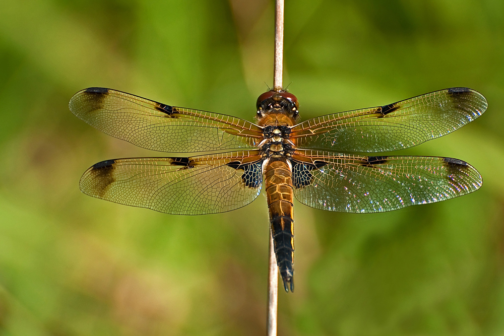 Vierfleck Libelle