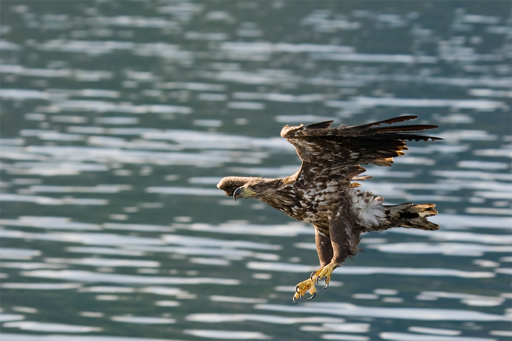 Beuteanflug des Seeadlers