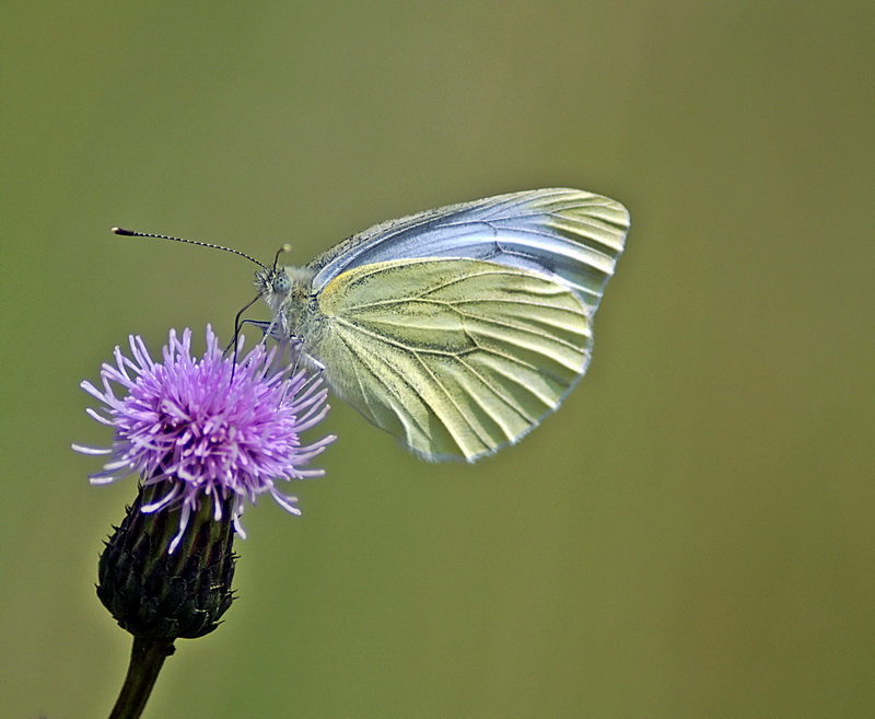 Schmetterling