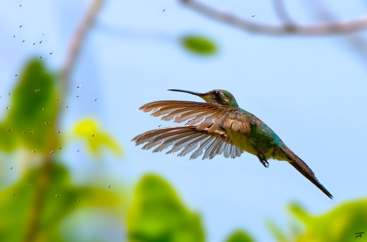 Kubasmaragdkolibri