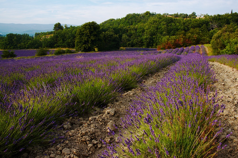 Lavendel
