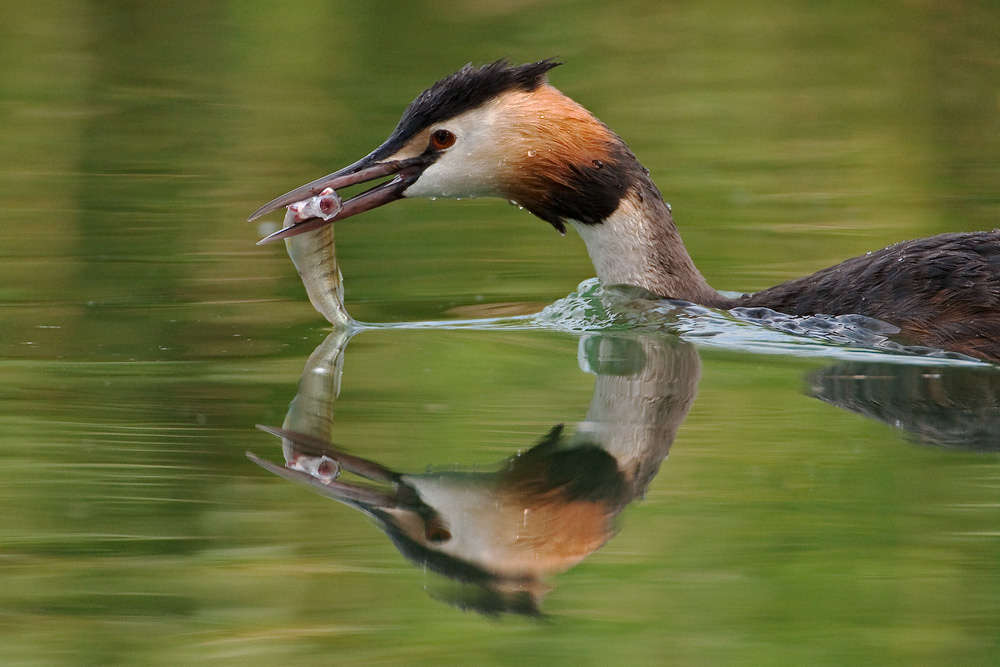 Haubentaucher (Podiceps cristatus)