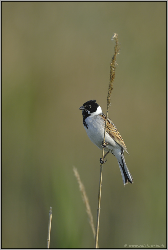 ein (fast) einsamer Halm... Rohrammer *Emberiza schoeniclus