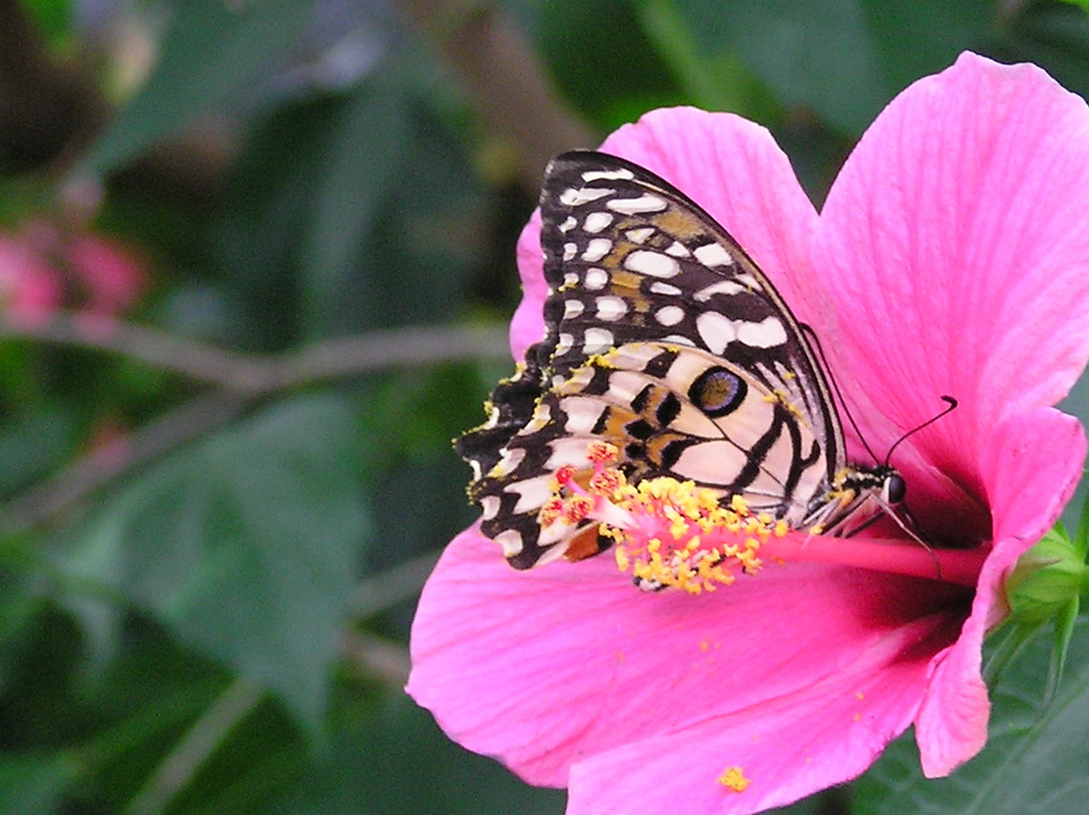 Schmetterling