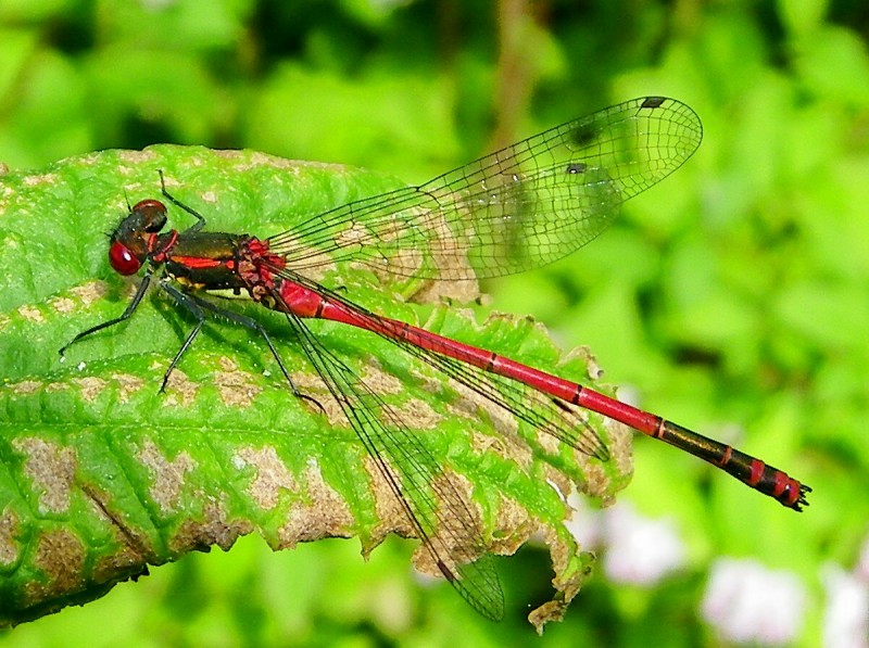 Libelle am Dorfteich