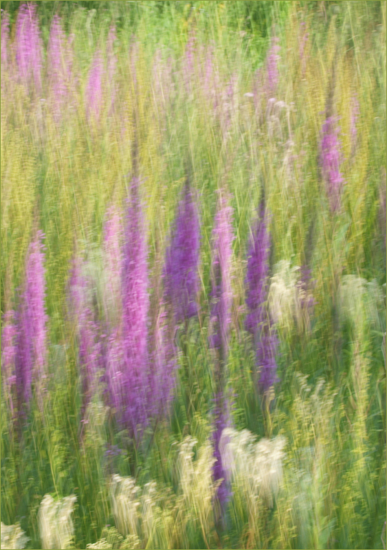 ~ Blutweiderich VI ~