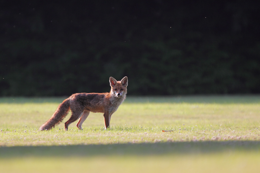 Der Chemieparkfuchs