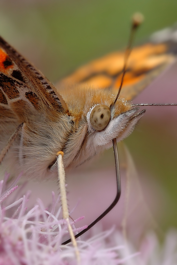 Portrait Schmetterling