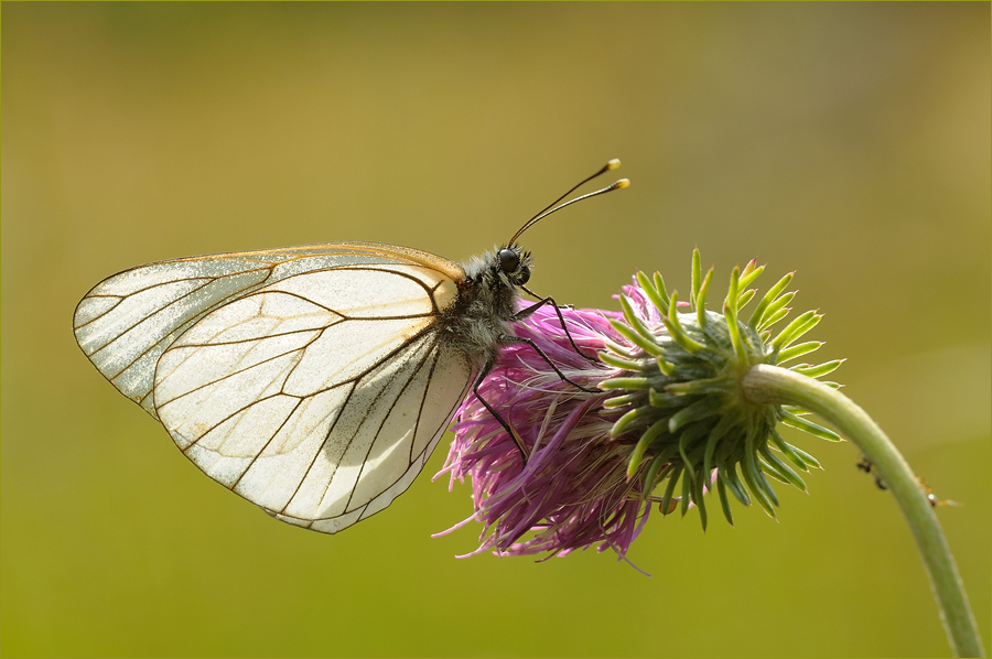 ~ Aporia Crataegi ~