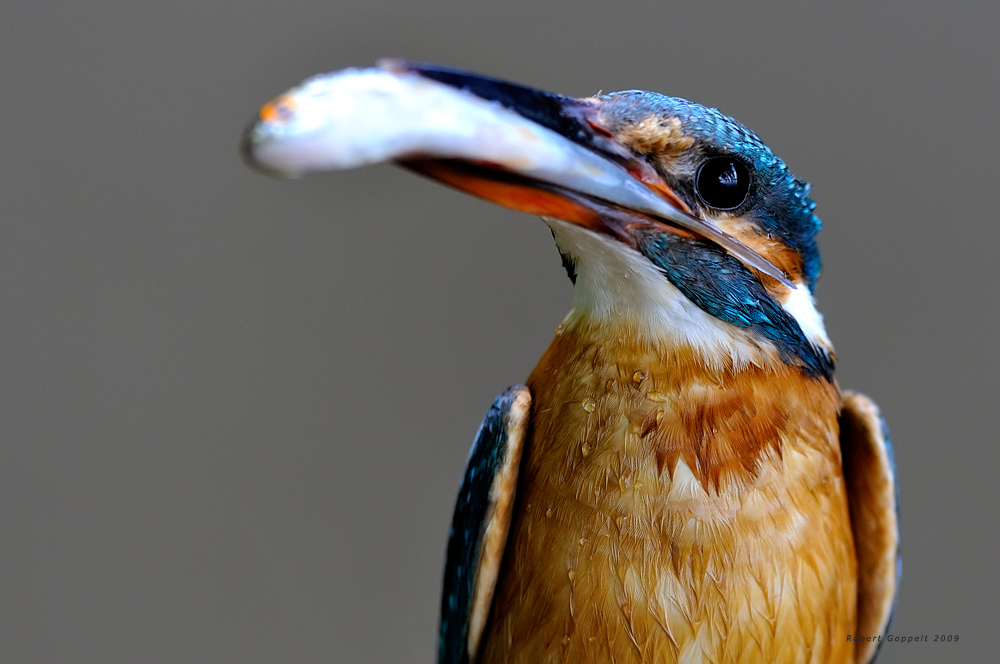 Der Eisvogel