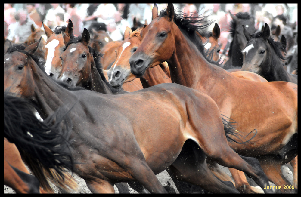 Trakehner Herde