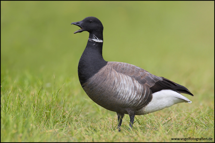 Ringelgans (Branta bernicla)