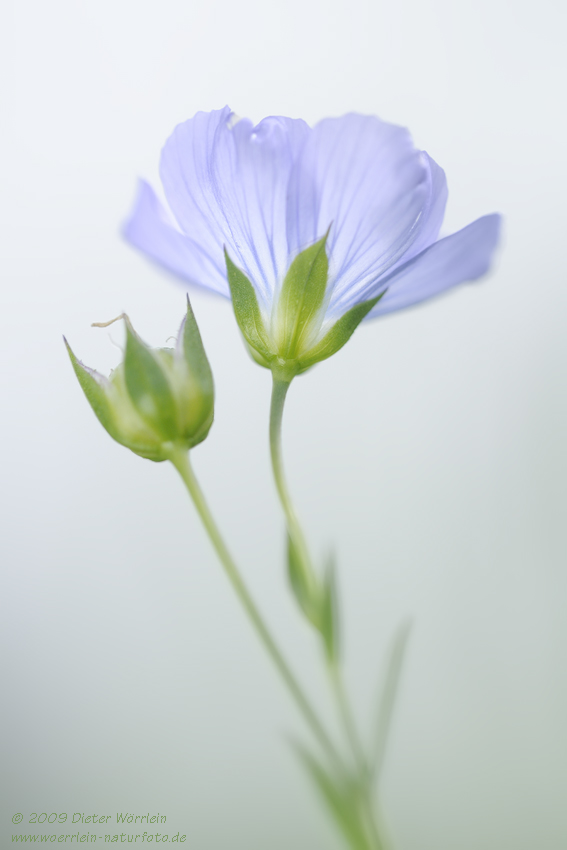 Flachs