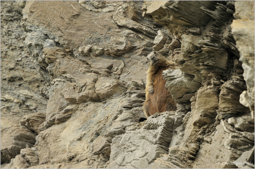 Murmeltier (Marmota marmota)