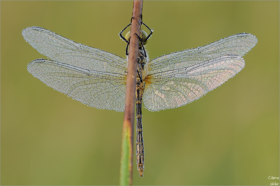 Sympetrum