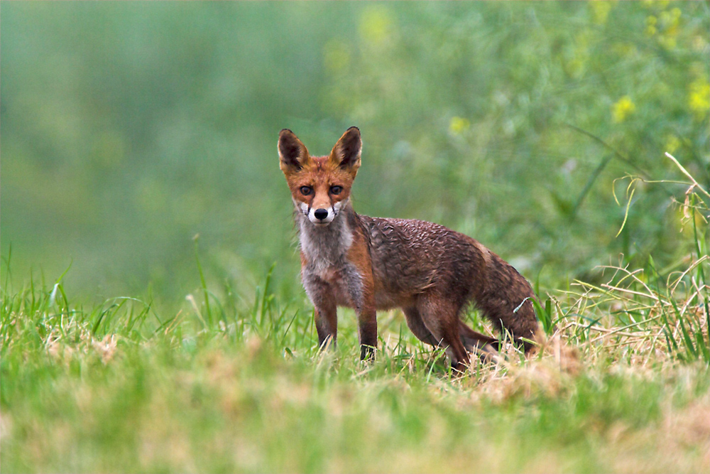 Rotfuchs (Vulpes vulpes) Wildlife