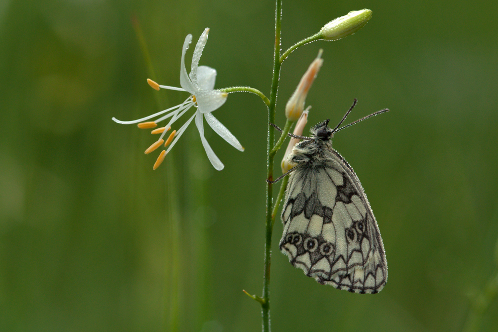 Schachbrettfalter an Graslilie