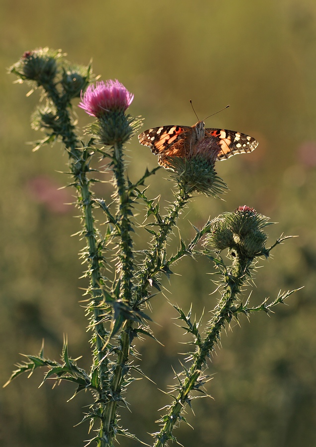 Distel auf Distel