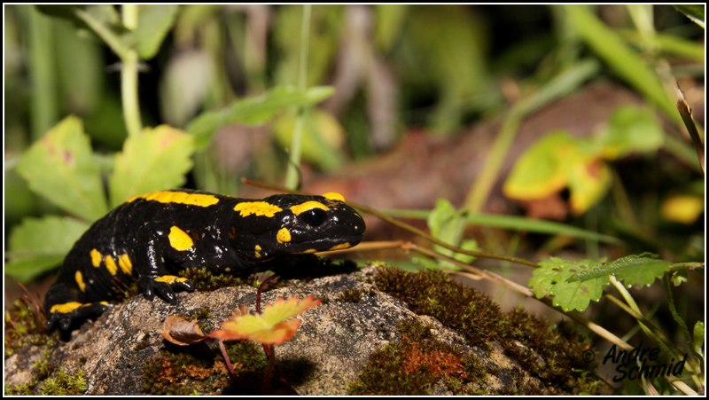 Feuersalamander