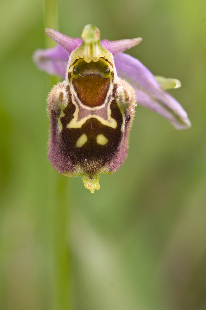 Biene oder Hummel?