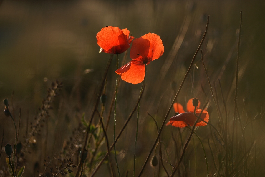 ~Mohn~