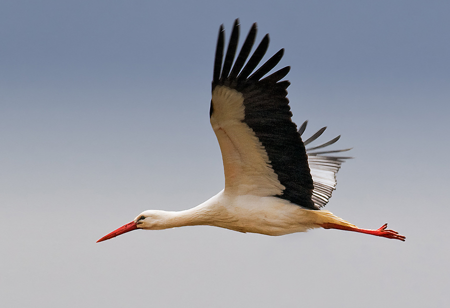 Storch im Flug