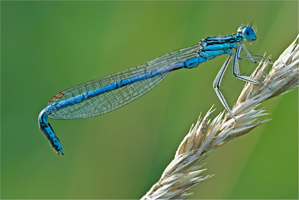 Blaue Federlibelle