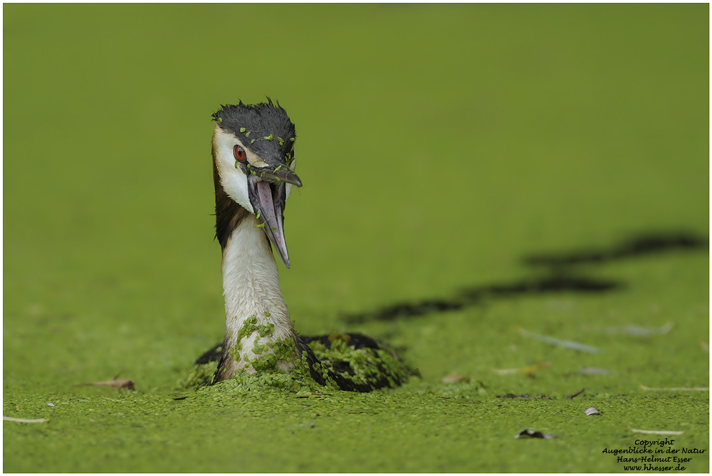 Haubentaucher (Podiceps cristatus)