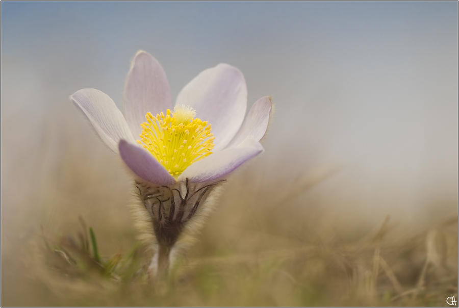 Pulsatilla vernalis