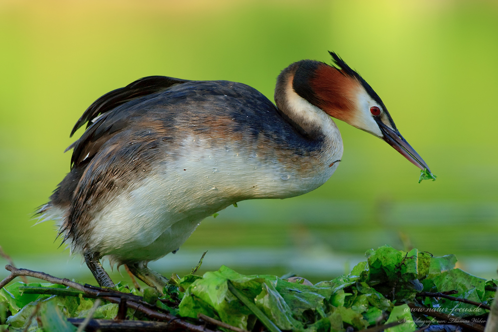 Haubentaucher (Podiceps cristatus)