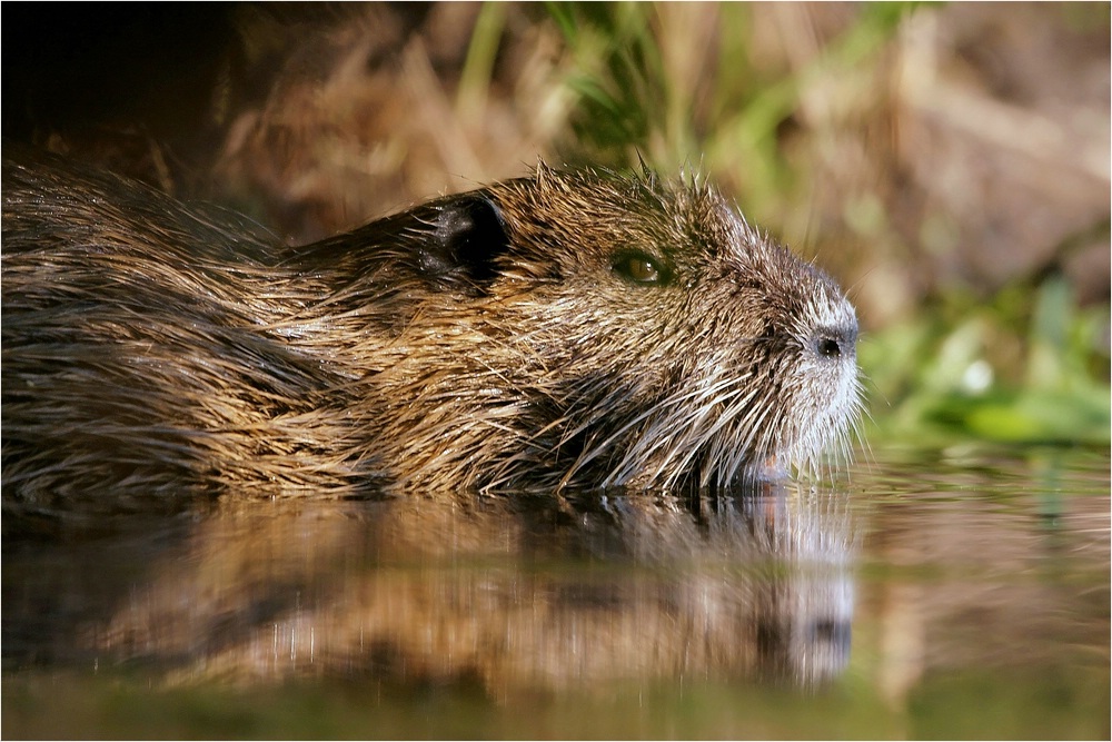 Nutria  - Aug in Aug aus dem Wasser fotografiert