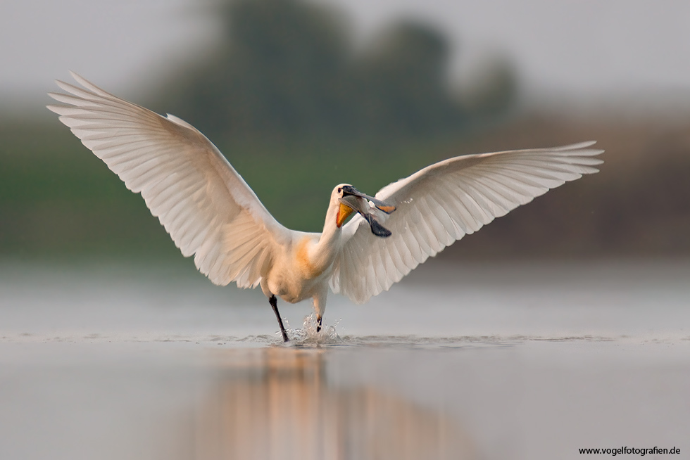 Löffler (Platalea leucorodia)