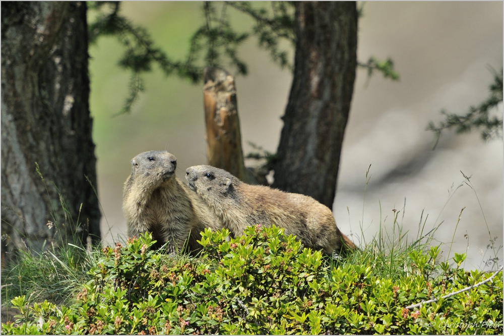 Murmeltier (Marmota marmota)