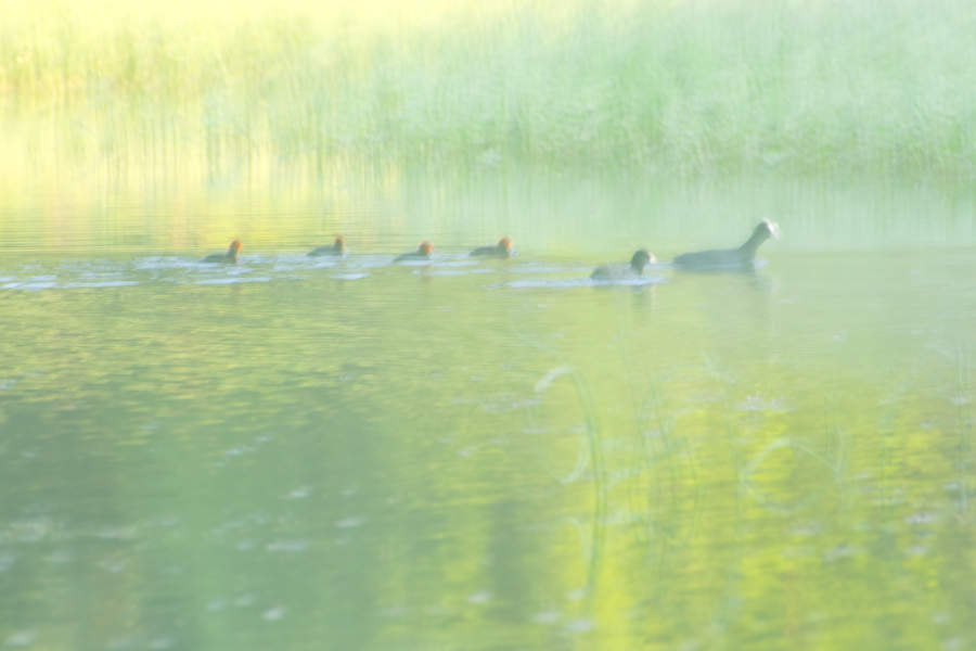 Morgens am See