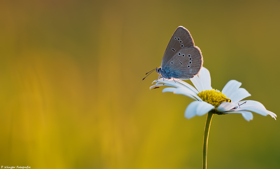 P. semiargus