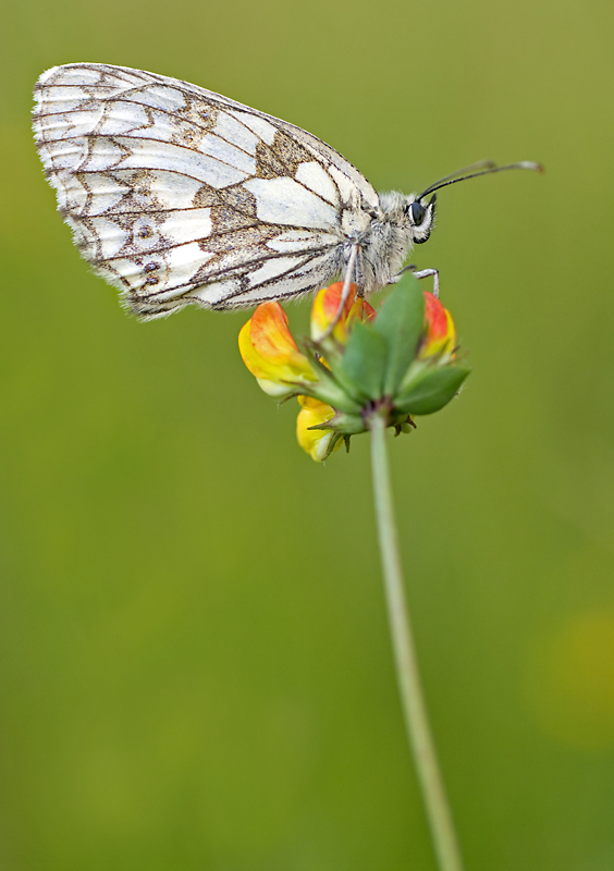 Schachbrettfalter