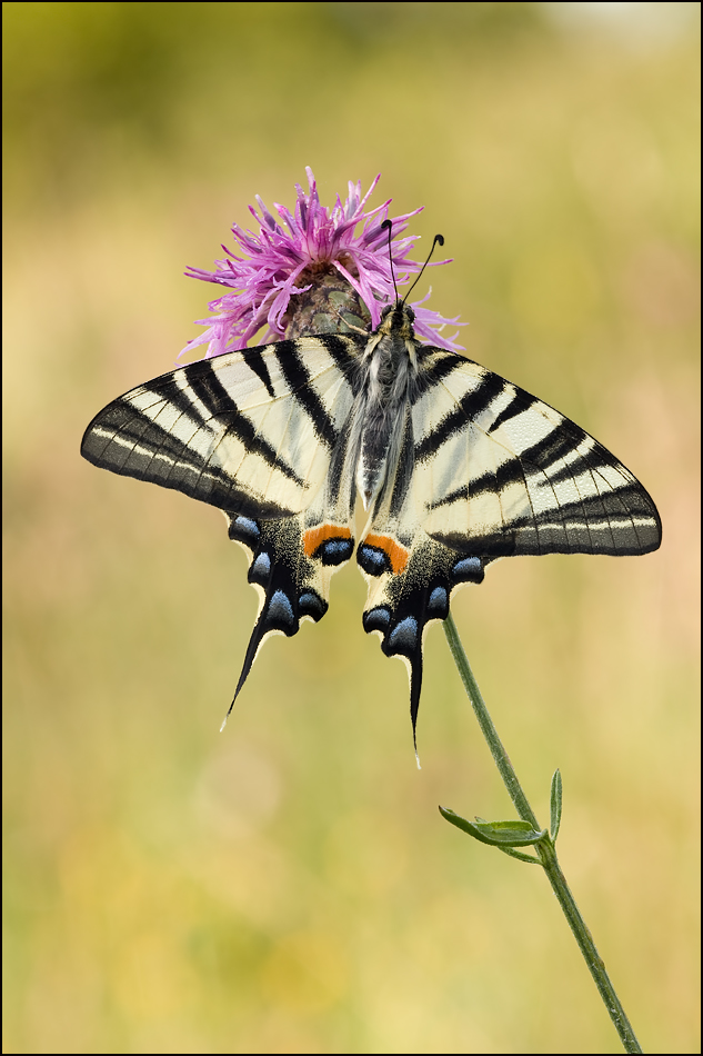 Iphiclides podalirius
