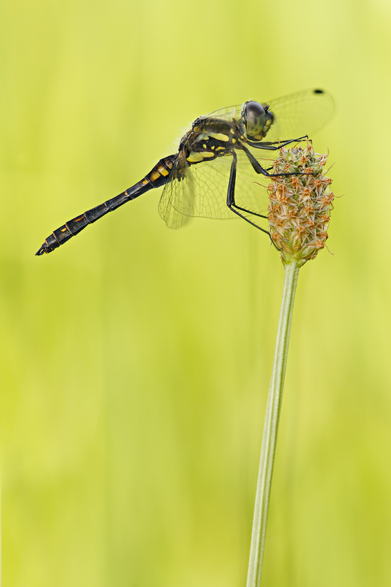 Sympetrum danae