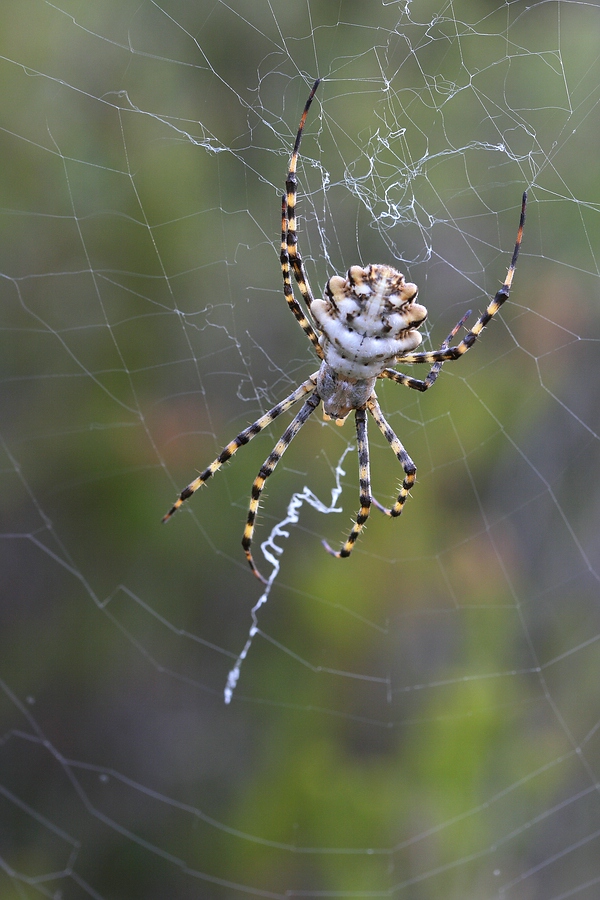 argiope lobata