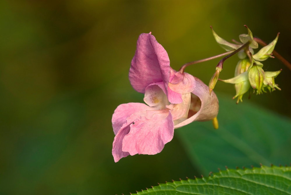 Drüsiges Springkraut ( Impatiens glandulifera )